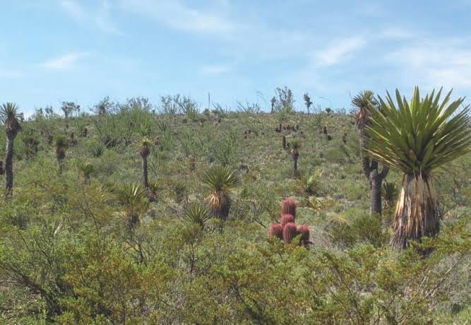 Querétaro tendrá Comisión Intersecretarial de Cambio Climático en 2025