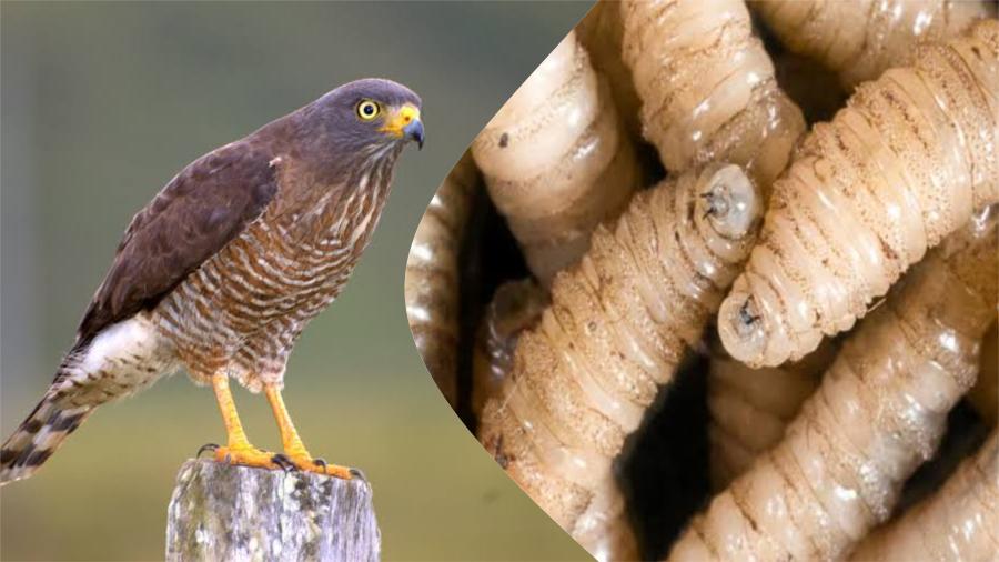 🦅⚠️ Primer caso de gusano barrenador en fauna silvestre en México 🪱🇲🇽