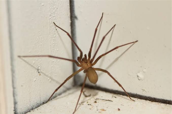 IMSS ha brindado más de mil atenciones por picaduras de alacrán, araña violinista y viuda negra en Querétaro