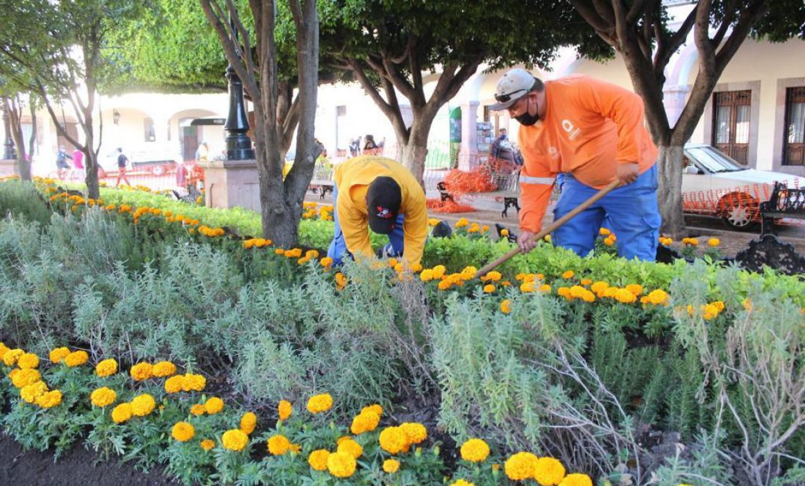 Lista la flor de cempasúchil, producida en el Vivero Municipal, para adornar Querétaro este Día de Muertos