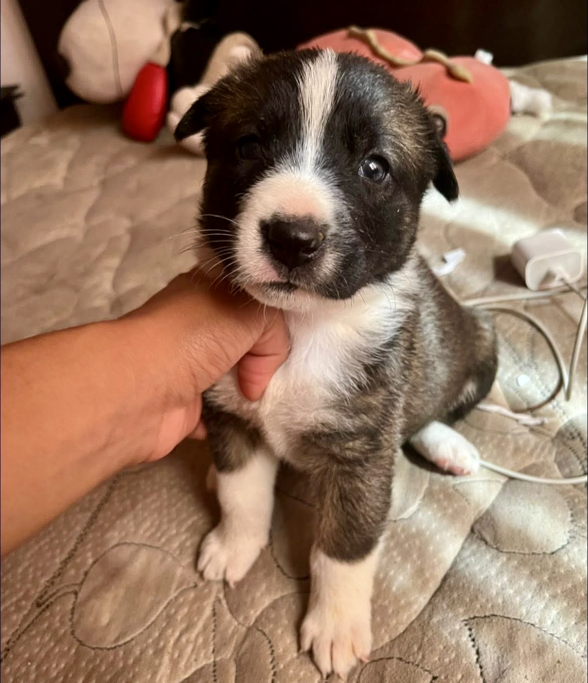 Avanza registro de mascotas con microchip en la capital, ya son más de 2 mil