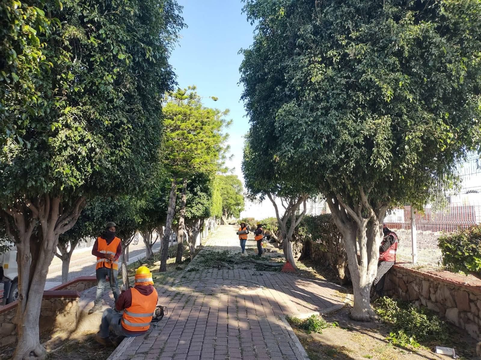 Aprueban tala de 48 árboles en Las Hadas para construcción del tren México-Querétaro