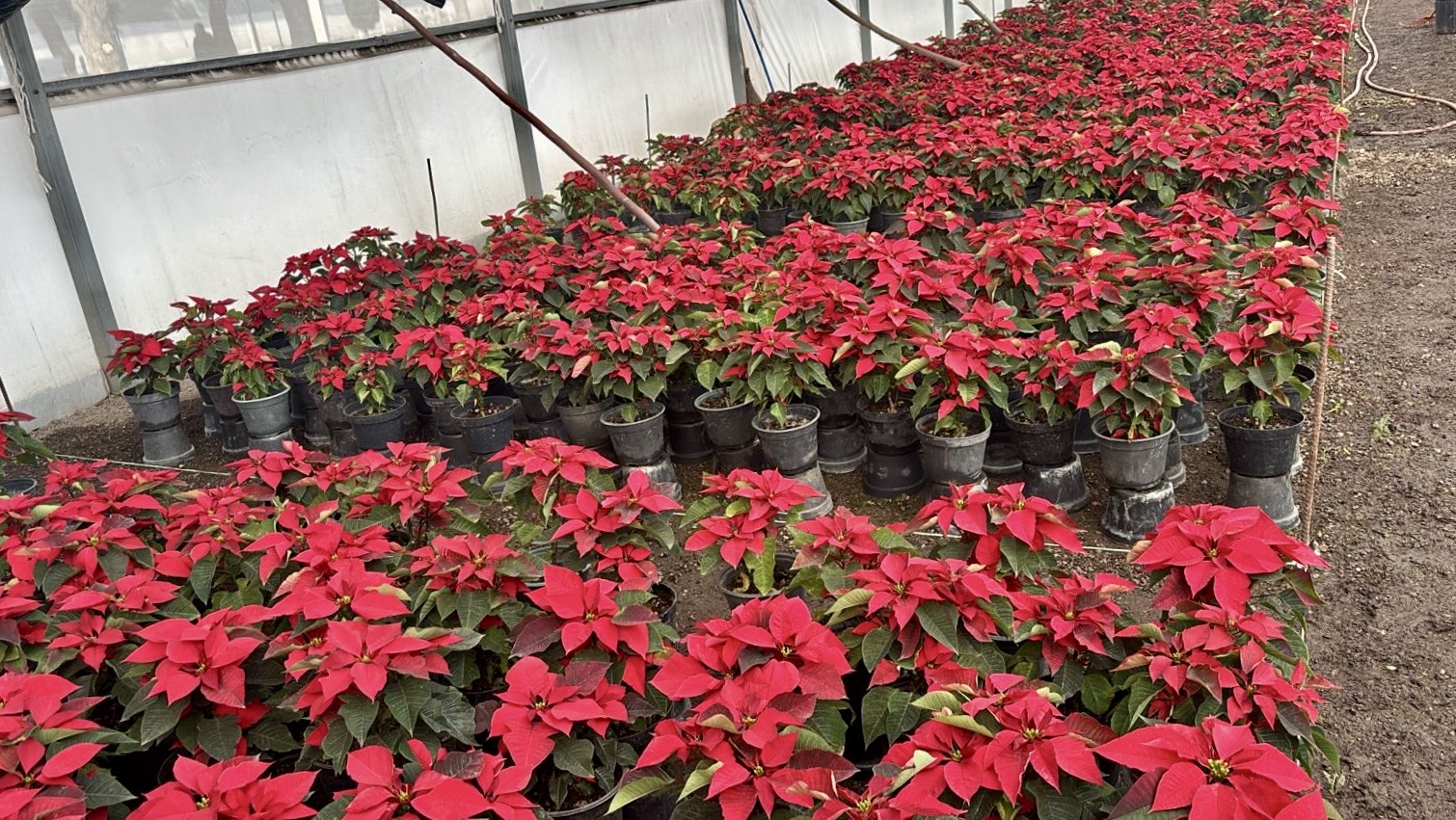 Vivero municipal produce 2 mil 500 nochebuenas para decoración navideña
