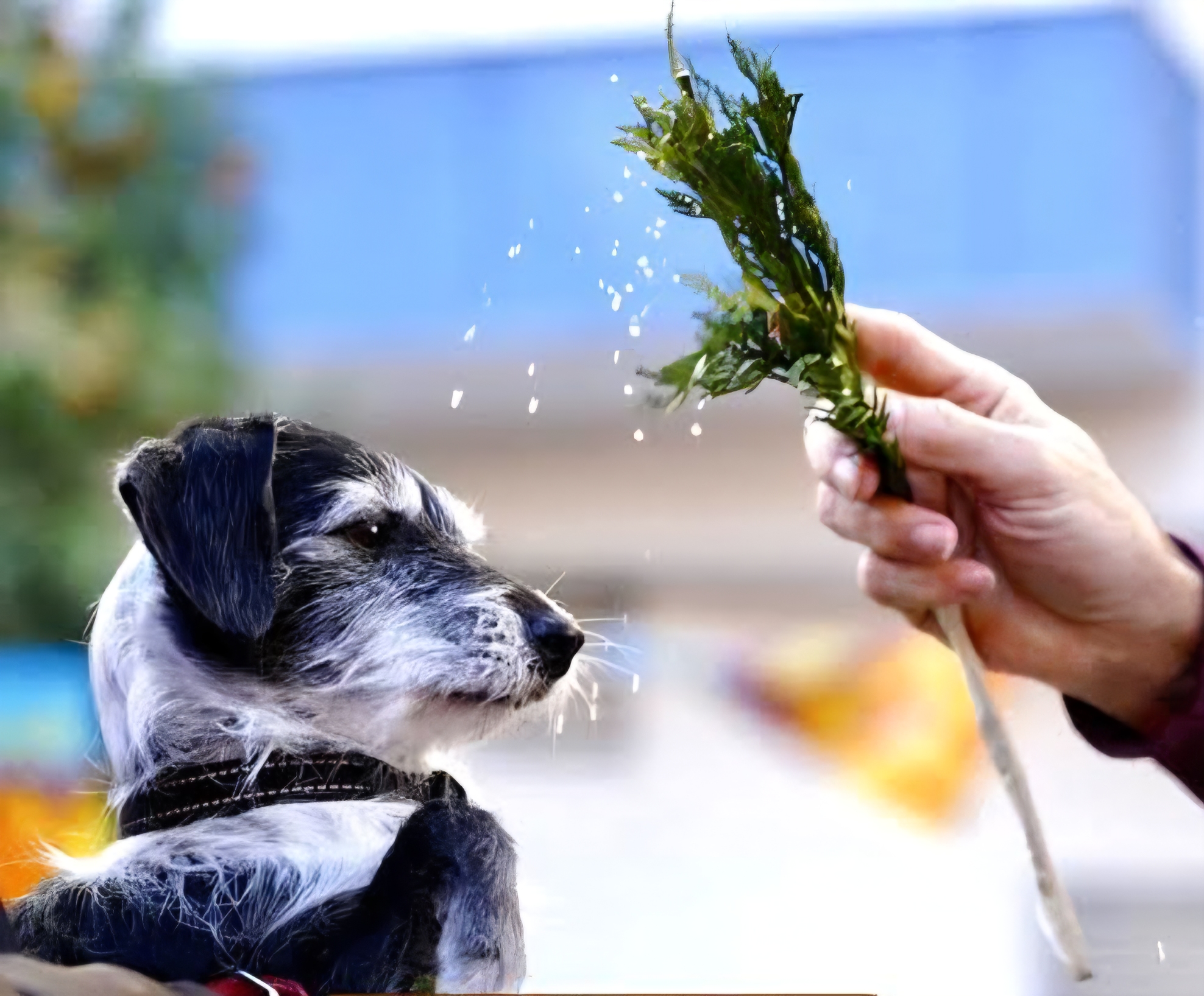 🐾🙏 Tradición viva: bendición de mascotas este 17 de enero