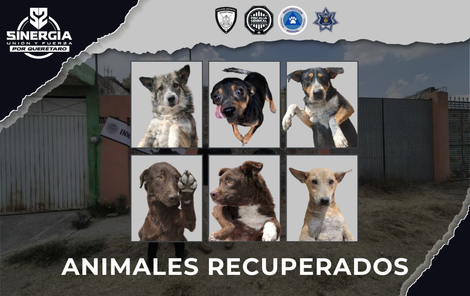 🐾 ¡Rescate masivo en San Juan del Río! 32 perros a salvo
