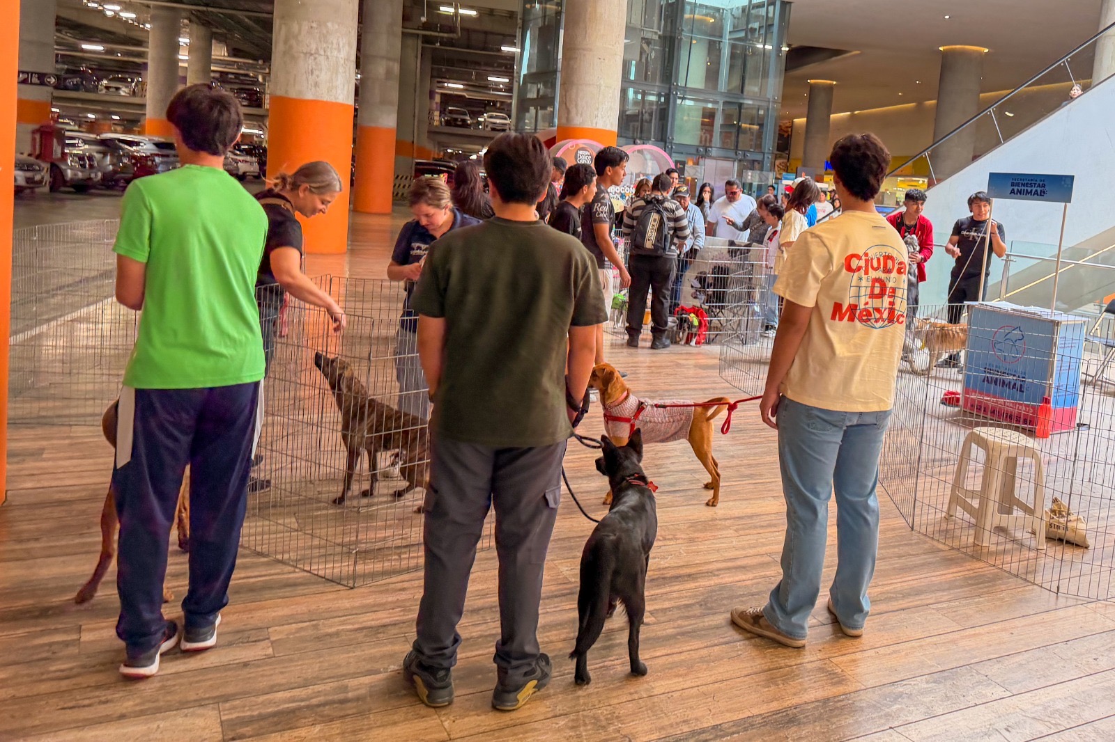 Suman más de 14 mil esterilizaciones para el bienestar animal en el Municipio de Querétaro