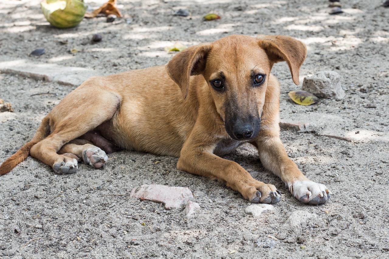 Avanzan tres casos por maltrato animal en Querétaro ante la Fiscalía
