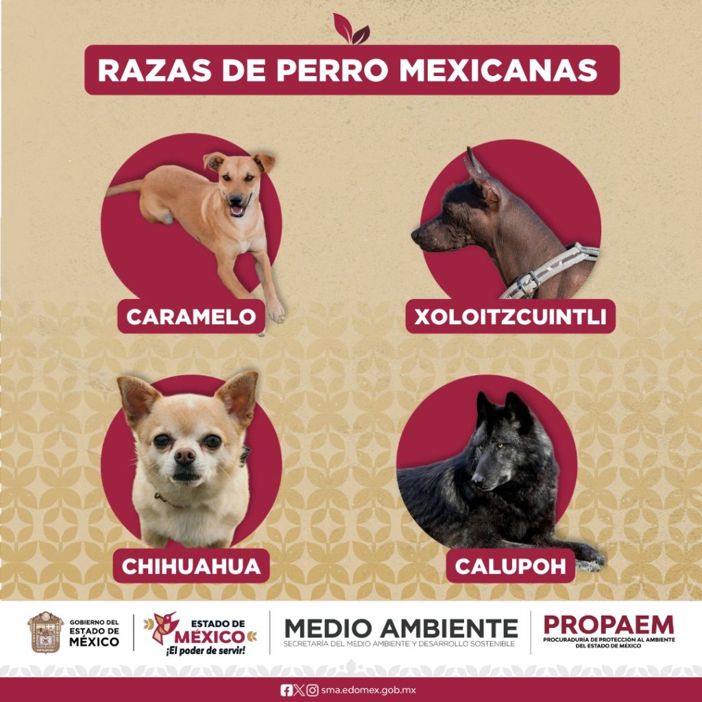 🐶🇲🇽 ¡Orgullo mexicano de cuatro patas!