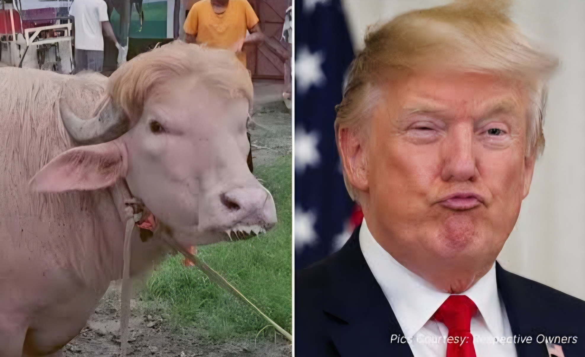 🦬😂 Internet encontró a su nueva celebridad viral… ¡y tiene un enorme parecido con Donald Trump!