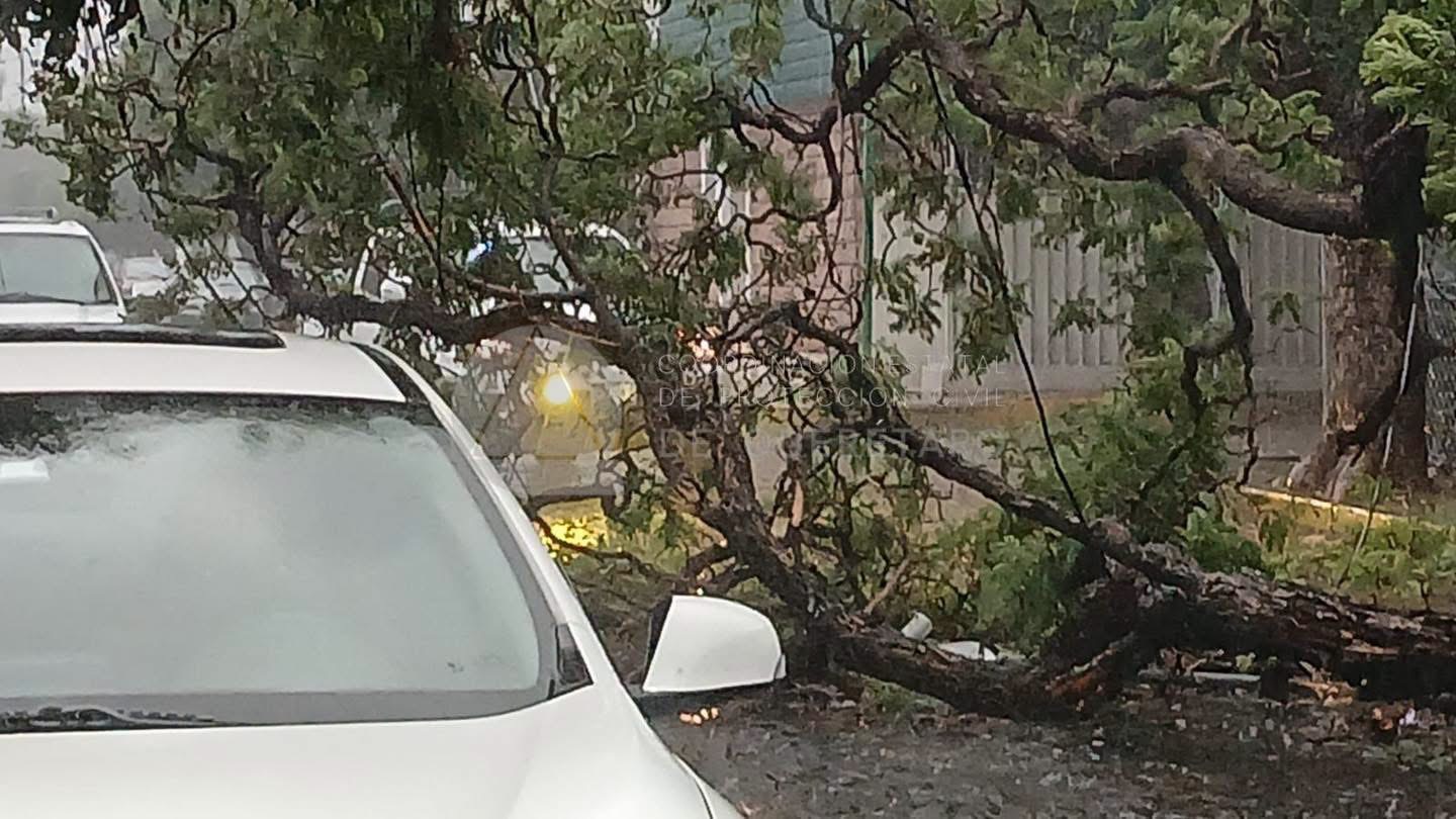 Querétaro identifica árboles de riesgo por lluvias 