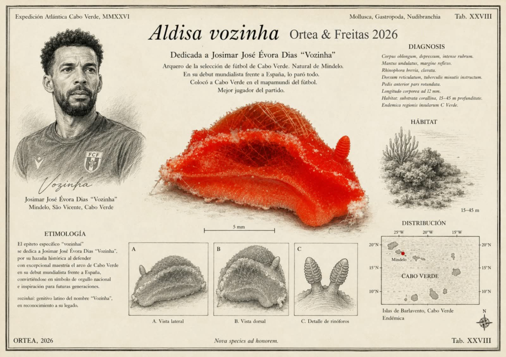 🐚⚽ ¡Del Mundial 2026 a la ciencia!