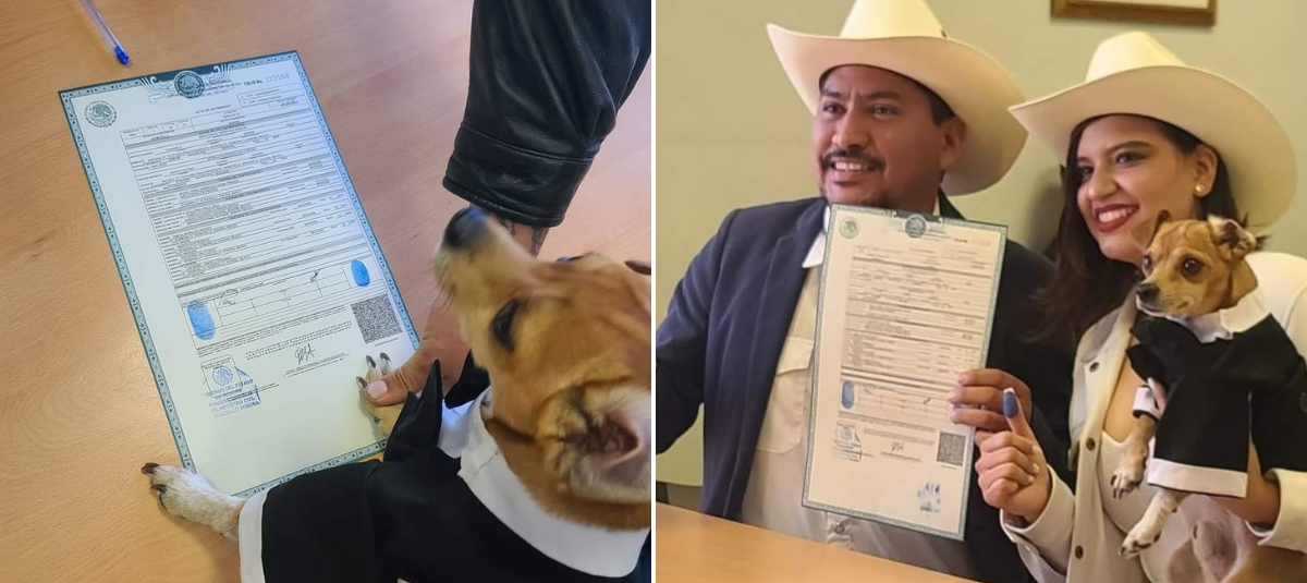 🐶💍 ¡Ahora tu perro o gato puede ser testigo simbólico de tu boda!