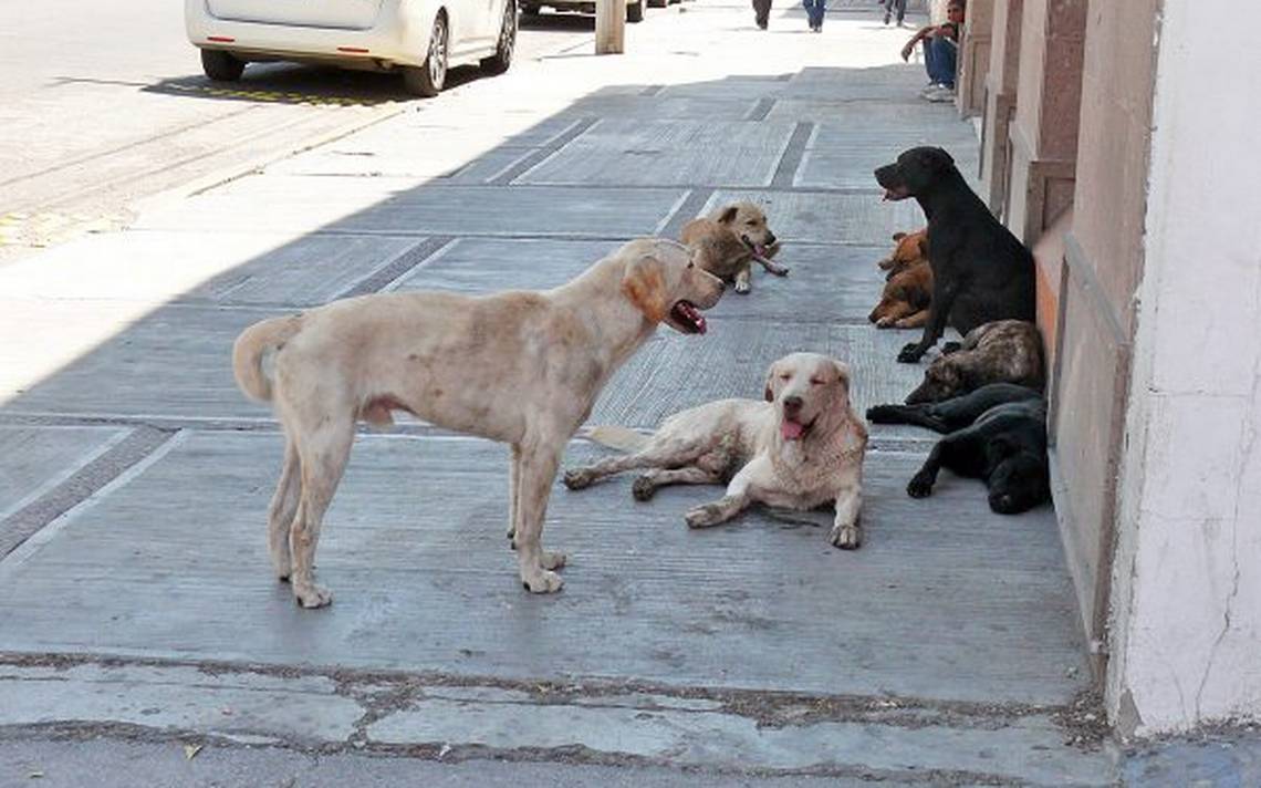 🐶💔 México enfrenta una grave crisis de abandono animal