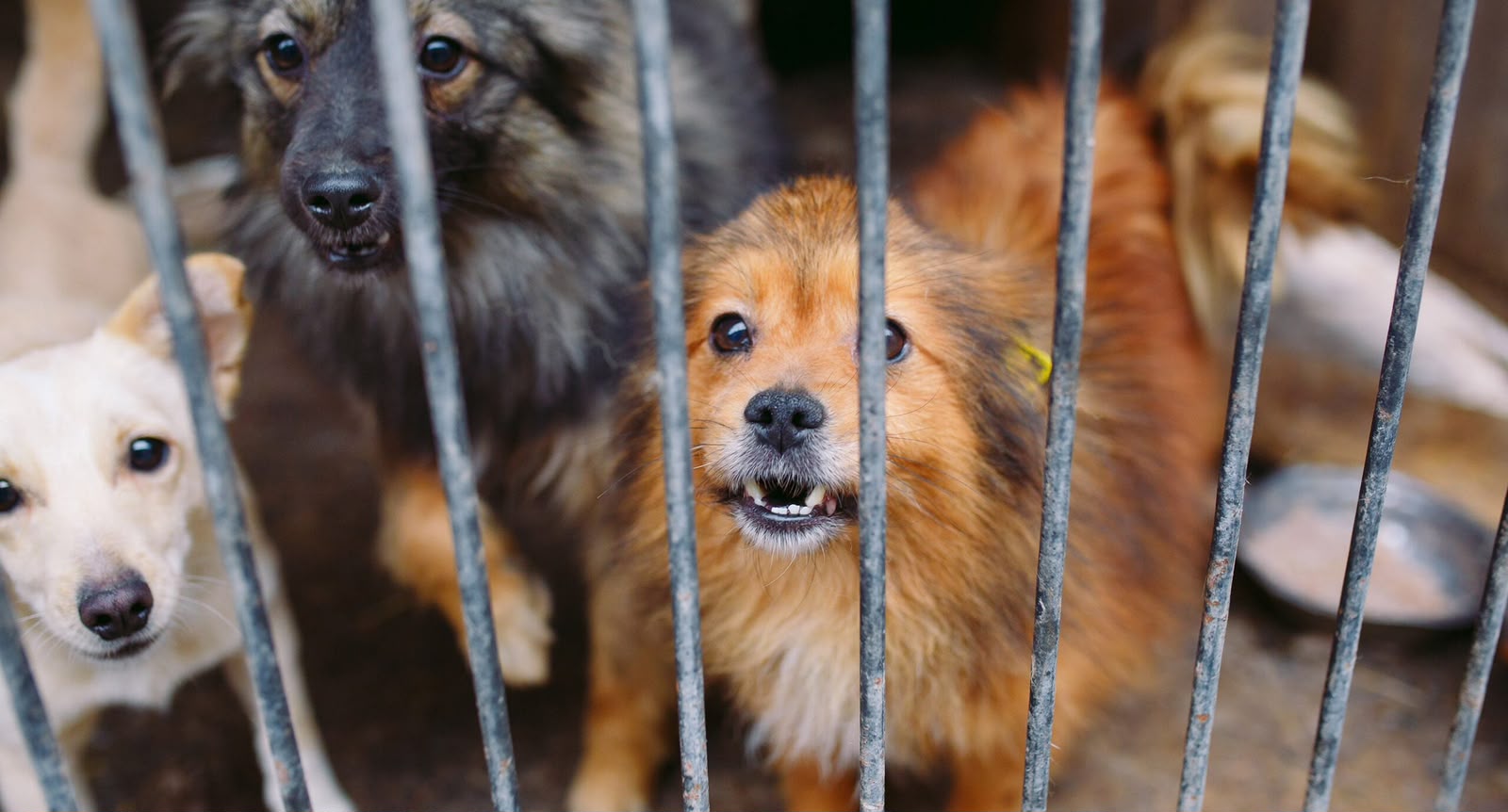 Ocho de cada 10 reportes por maltrato animal en Querétaro son por omisión de cuidados