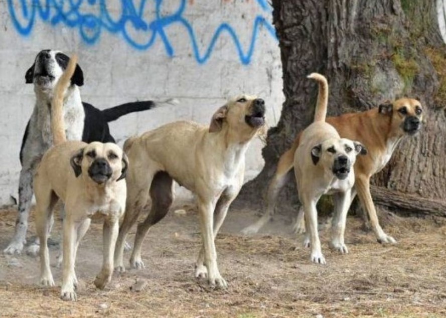 Detecta Municipio de Querétaro jaurías de perros en cuatro zonas de la capital