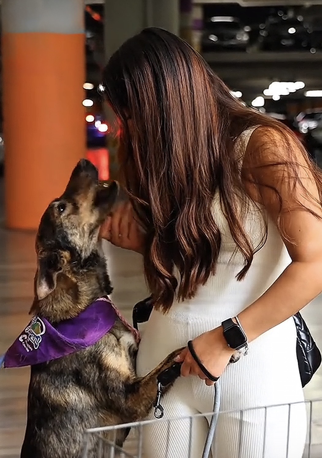 Plaza La Victoria recibirá jornada de adopción de perros y gatos este sábado