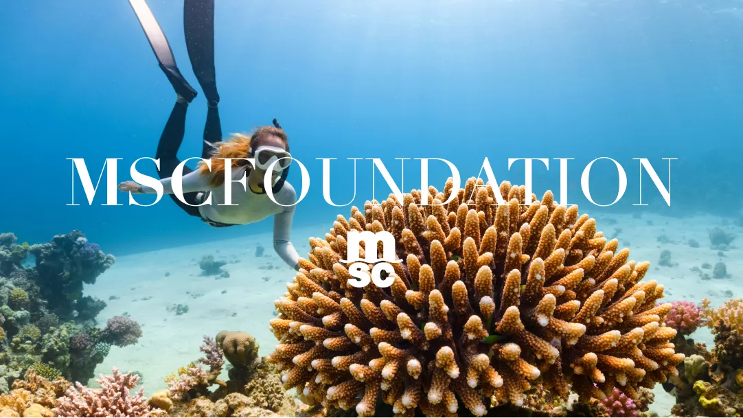 🌊🪸 Un paso más para proteger los océanos. La Fundación MSC anunció la plantación de 32 nuevos fragmentos de coral