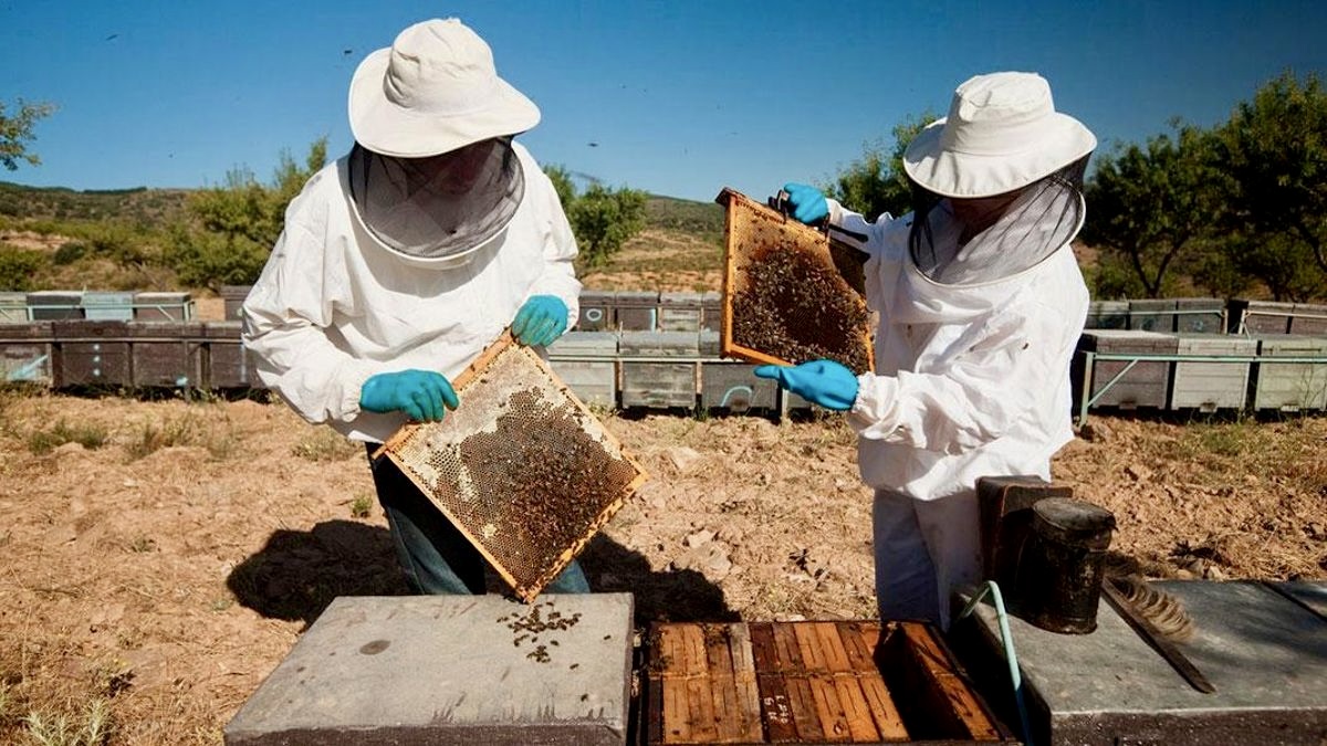 Querétaro pasa de 14 a 37 apicultores con apoyo del programa municipal 