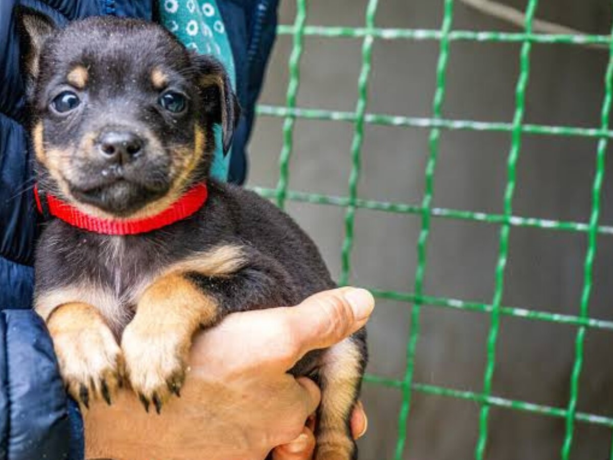 Querétaro dará chips de geolocalización para mascotas a partir de septiembre