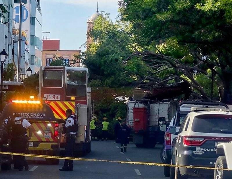 Municipio contabiliza cuatro mil árboles caídos en la ciudad