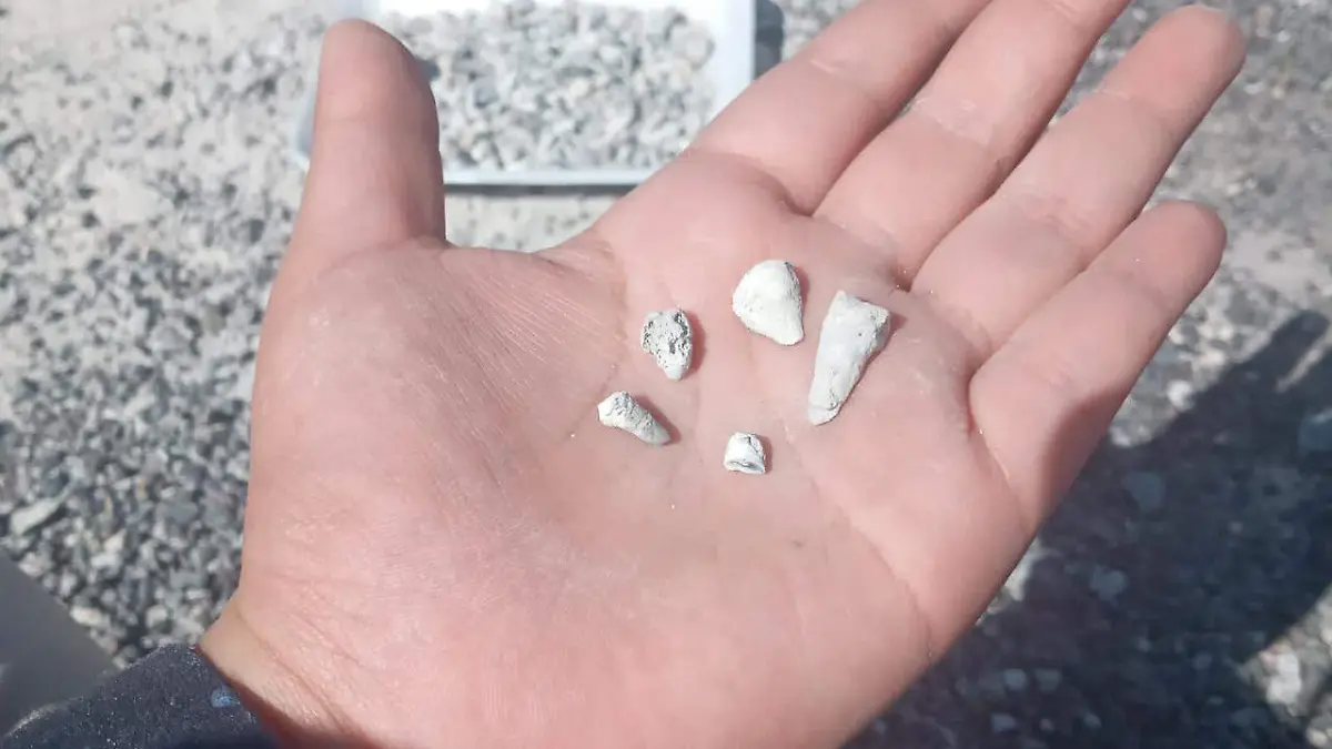 🚨 Mil 600 dientes de leche en Zacapu: un hallazgo que exige respuestas