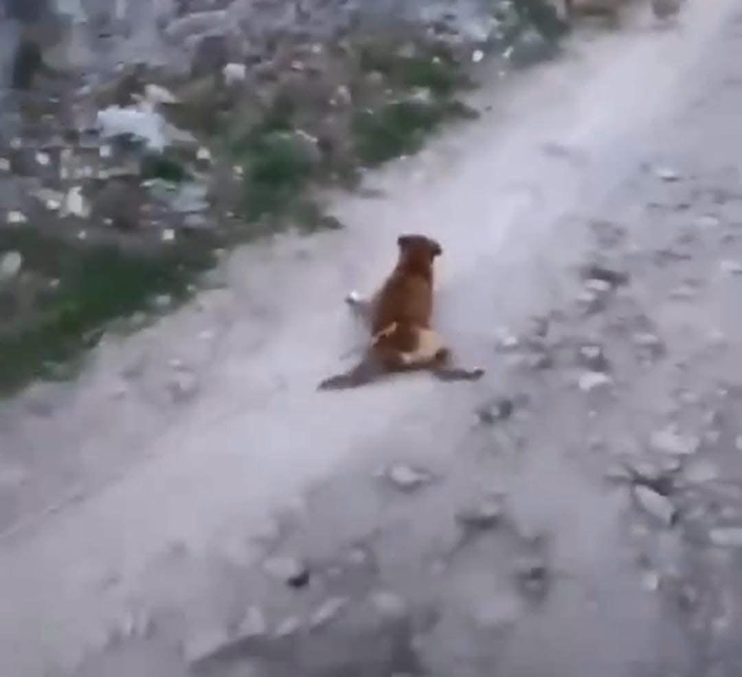 Pedro Escobedo inicia acciones legales por caso de maltrato animal contra un perro 