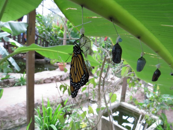 Parque Bicentenario prepara mariposario con apertura prevista para 2027