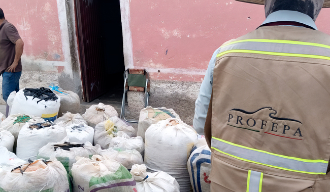 Profepa asegura más de 600 kilogramos de damiana y orégano en Peñamiller