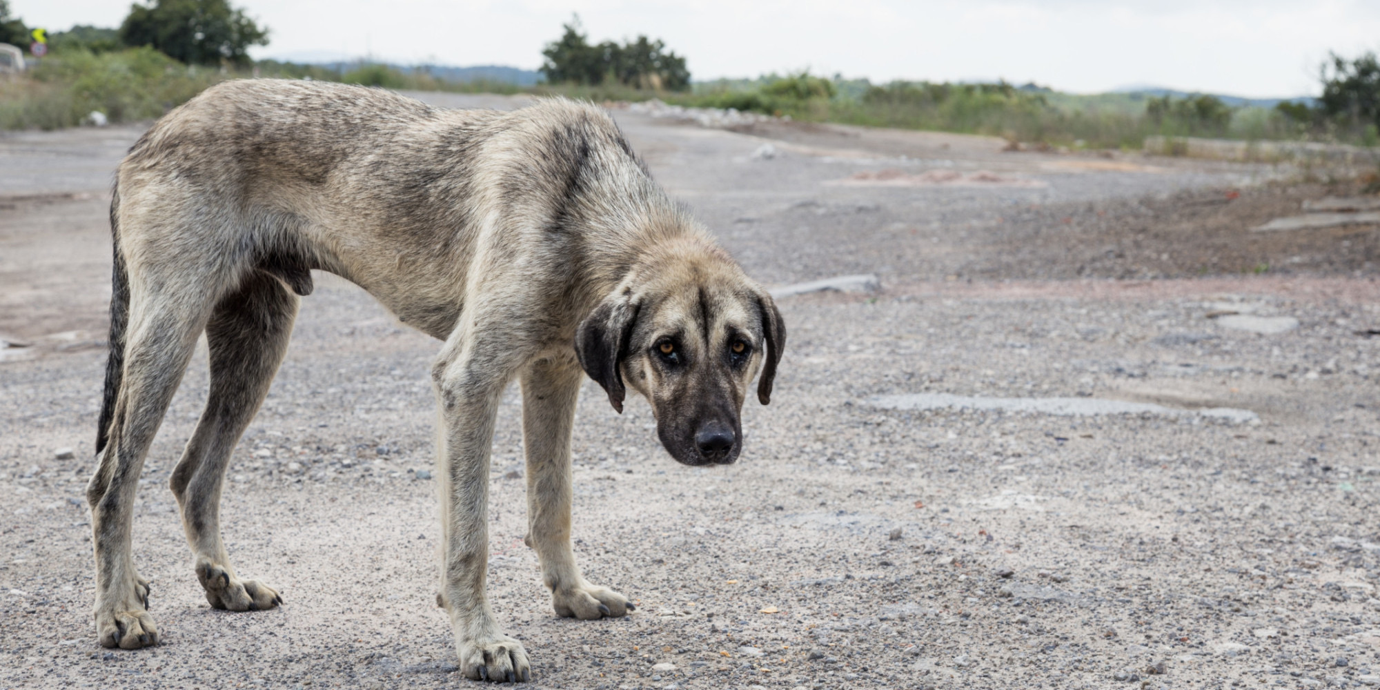 Buscan integrar padrón metropolitano contra el maltrato animal