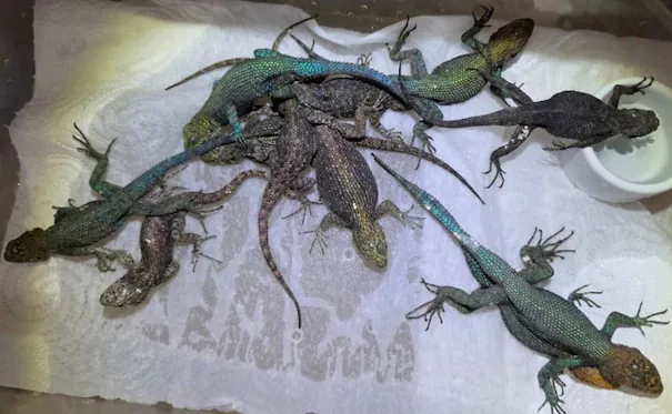 🚨 Detienen a mexicano en Alemania con 90 serpientes y lagartos ocultos en su maleta🐍