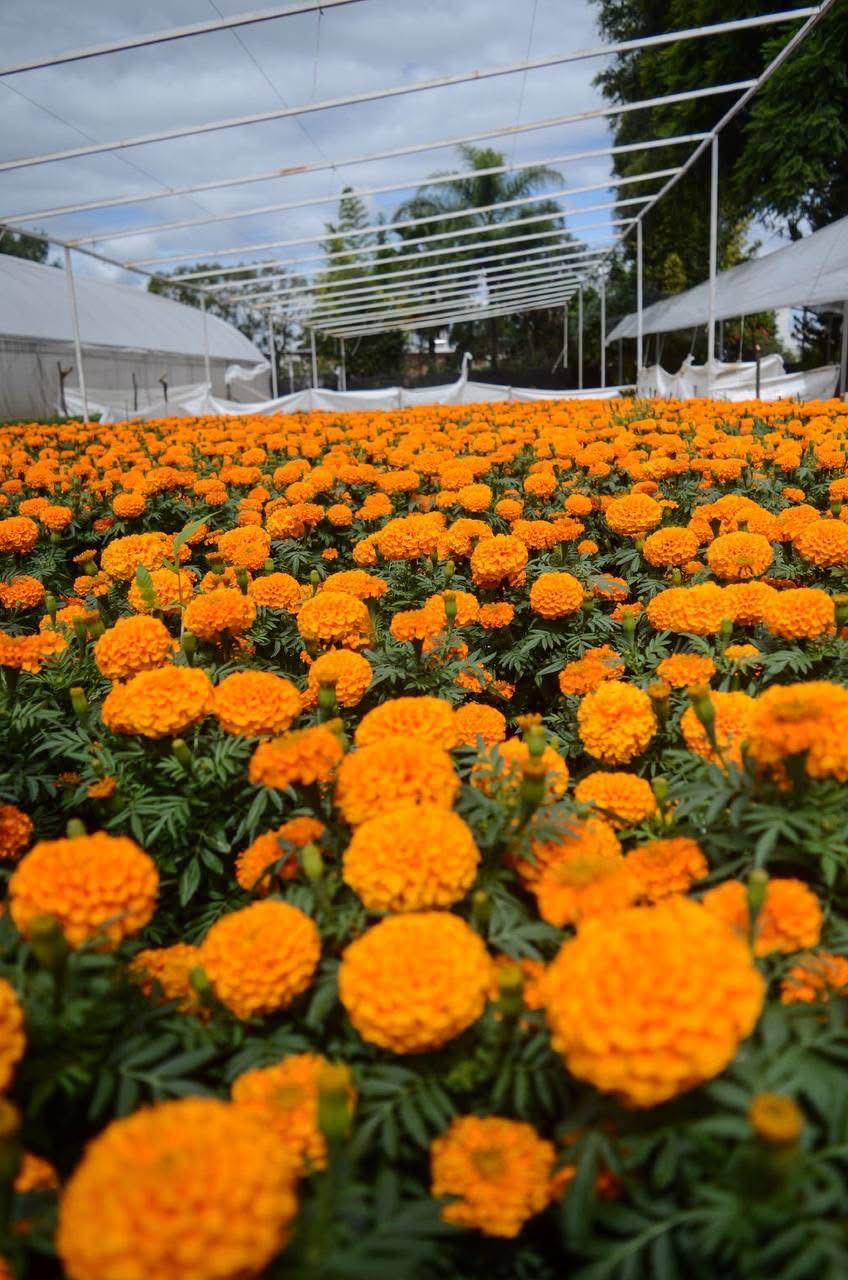 Más de 30 mil flores de Cempasúchil: así prepara Querétaro sus espacios públicos para Día de Muertos
